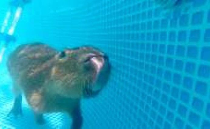 Can A Capybara Swim in A Chlorinated Pool