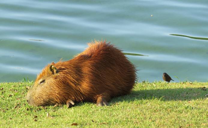 How Do Capybara Sleep in Land & Water