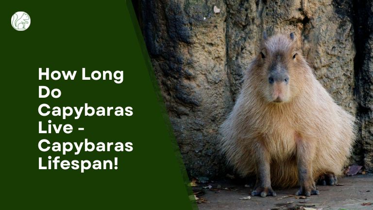 How Long Do Capybaras Live - Capybaras Lifespan!
