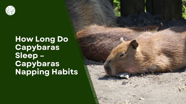 How Long Do Capybaras Sleep – Capybaras Napping Habits