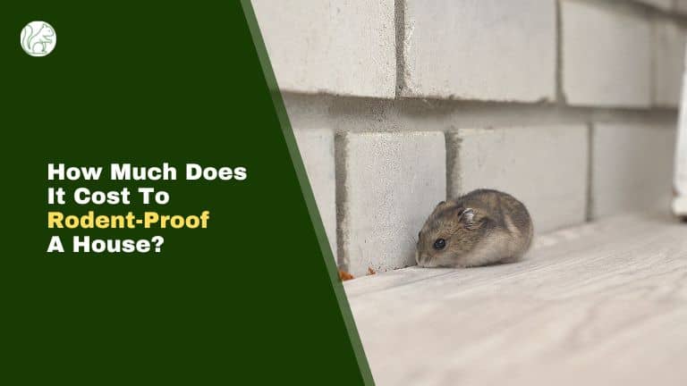 how-much-does-it-cost-to-rodent-proof-a-house-rodents-info