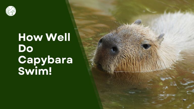 How Well Do Capybara Swim!