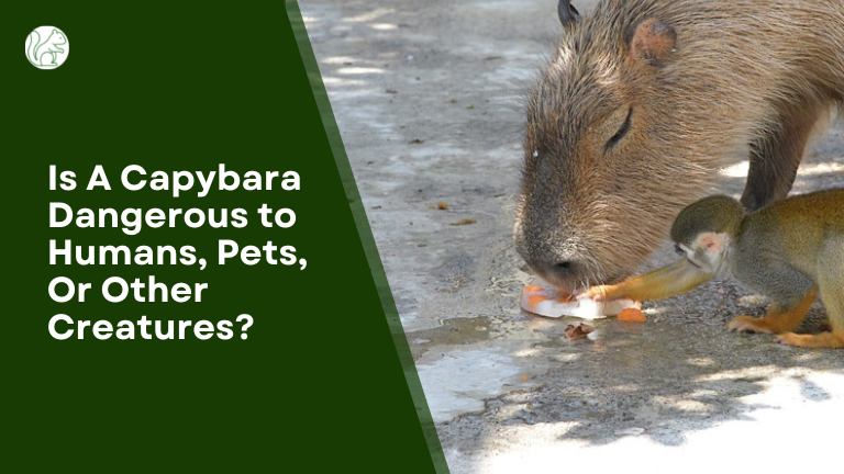 Is A Capybara Dangerous to Humans, Pets, Or Other Creatures?
