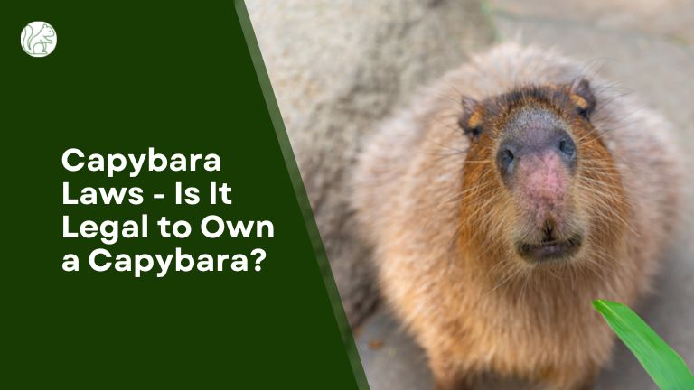 Capybara Laws - Is It Legal to Own a Capybara?