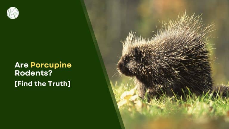 Is a Porcupine a Rodent
