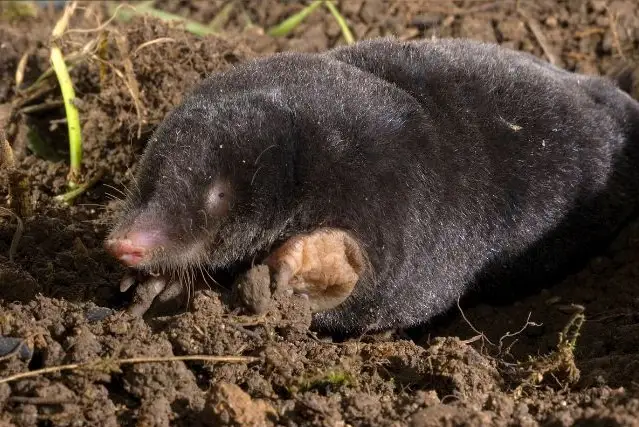 Mole Rodent