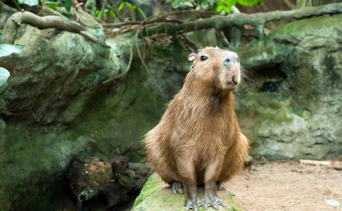 The Capybaras Home in Wild & Captive Life