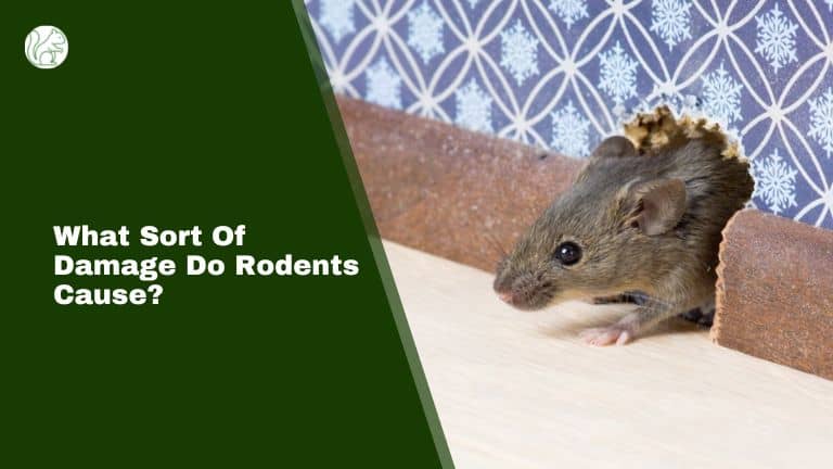 What Sort Of Damage Do Rodents Cause? 