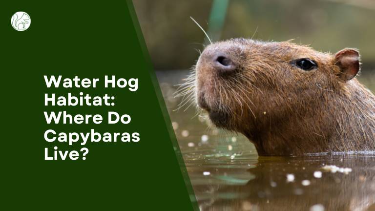 Water Hog Habitat: Where Do Capybaras Live?