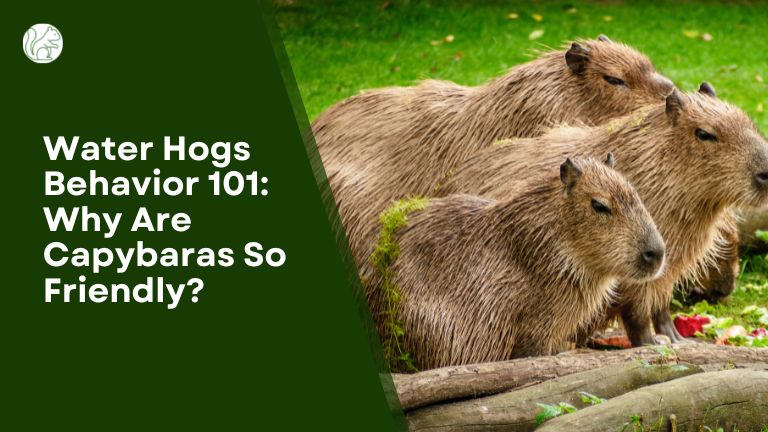 Water Hogs Behavior 101: Why Are Capybaras So Friendly?