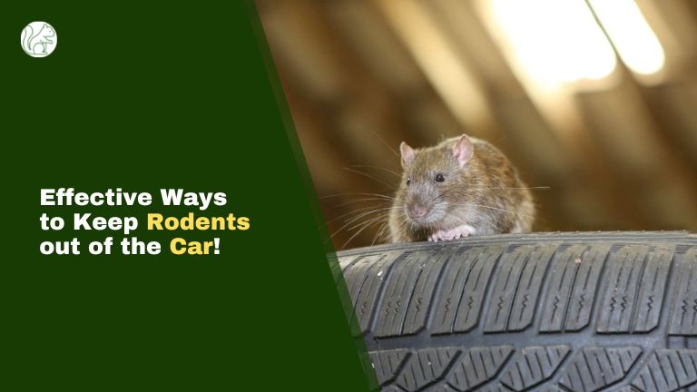 how to keep rodents out of your car