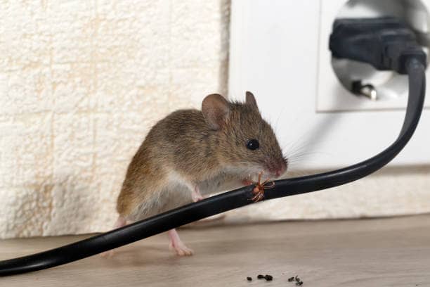 rodents that cause electrical damage