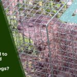 Is it Illegal to Catch and Release Groundhogs?