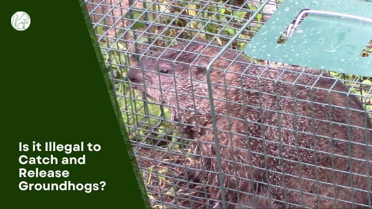 Is it Illegal to Catch and Release Groundhogs?