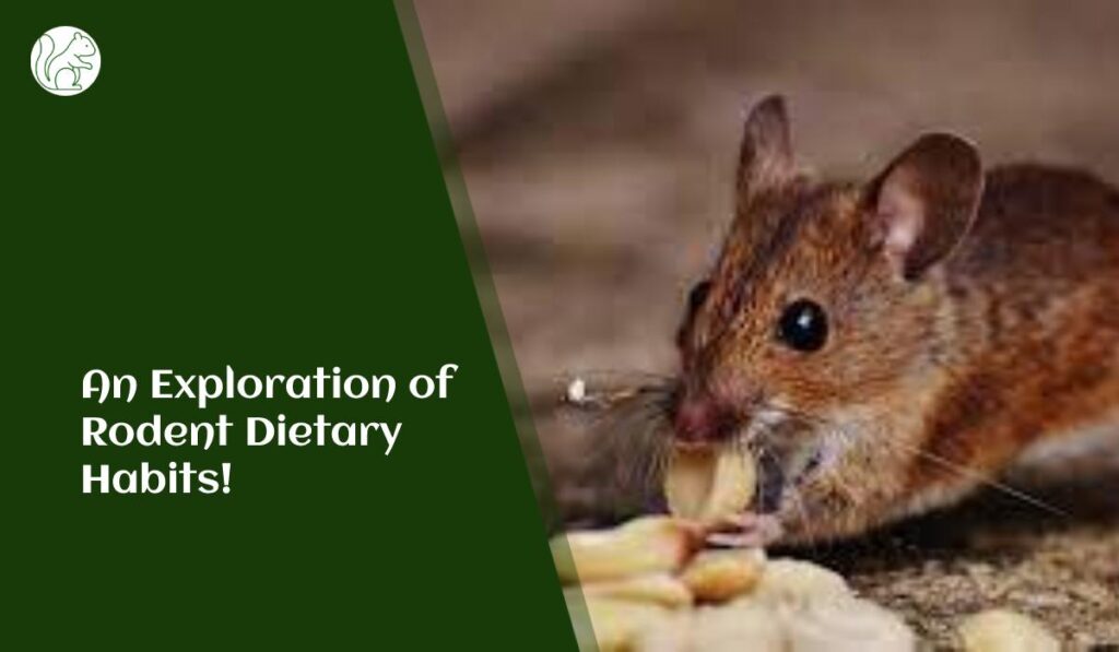 An Exploration of
Rodent Dietary 
Habits