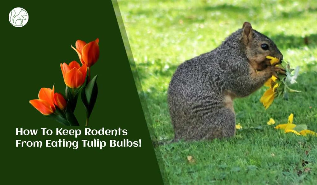 How To Keep Rodents From Eating Tulip Bulbs