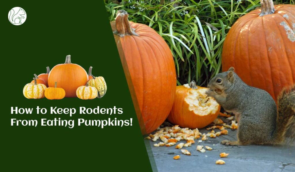 How to Keep Rodents From Eating Pumpkins