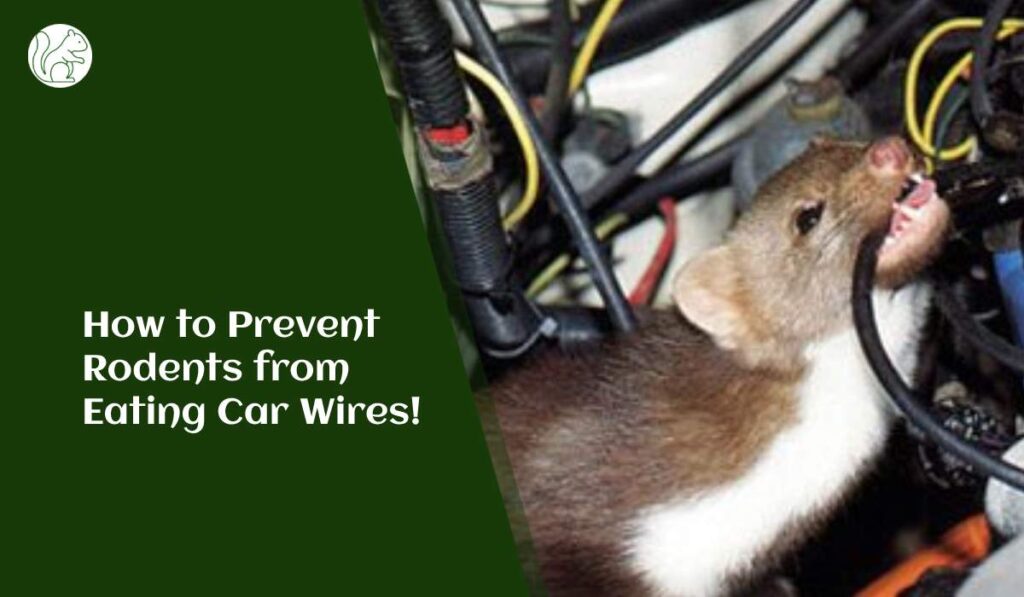 How to Prevent Rodents from Eating Car Wires
