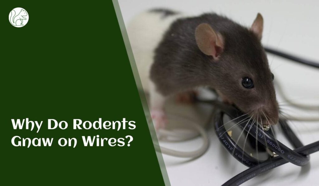 Why Do Rodents Gnaw on Wires