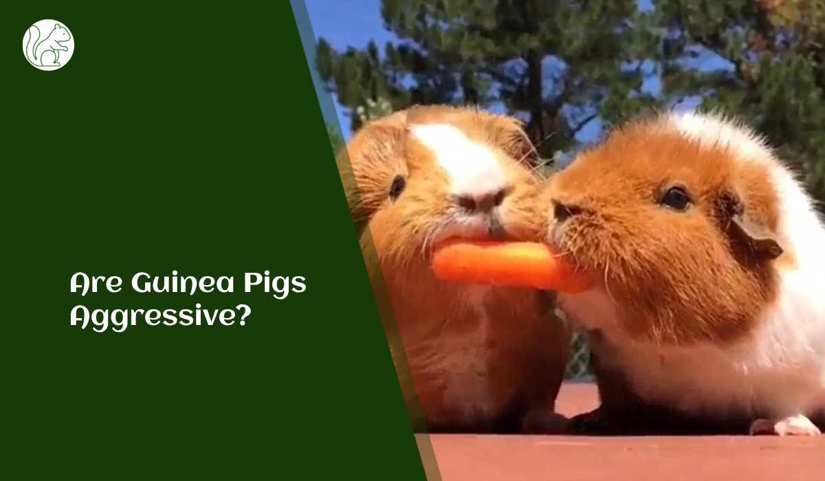 Are Guinea Pigs Aggressive?