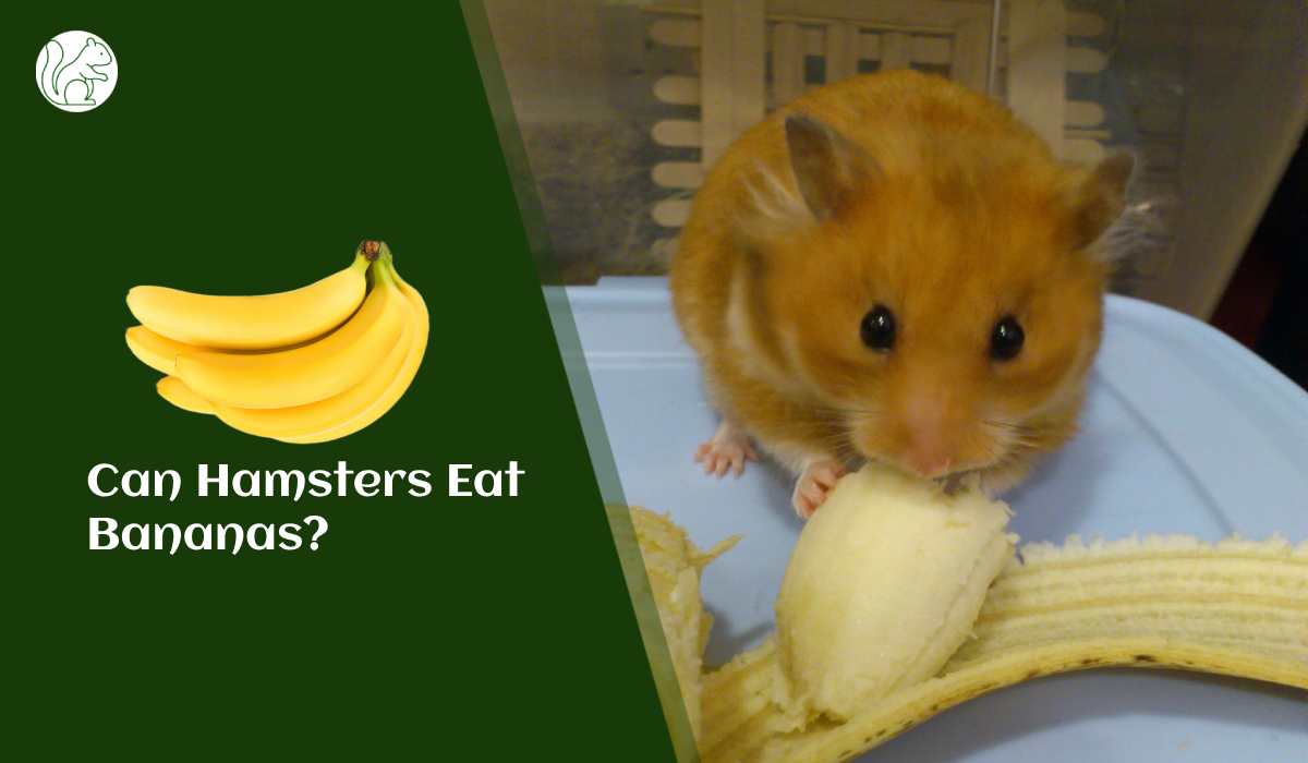 Can Hamsters Eat Bananas?