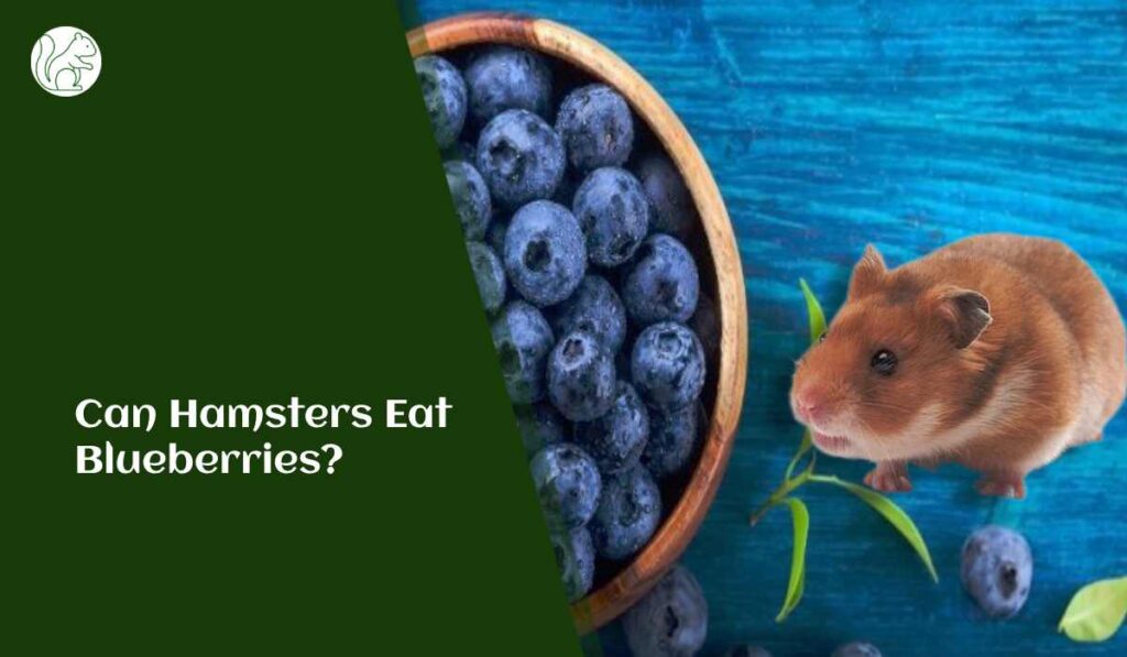 Can Hamsters Eat Blueberries?
