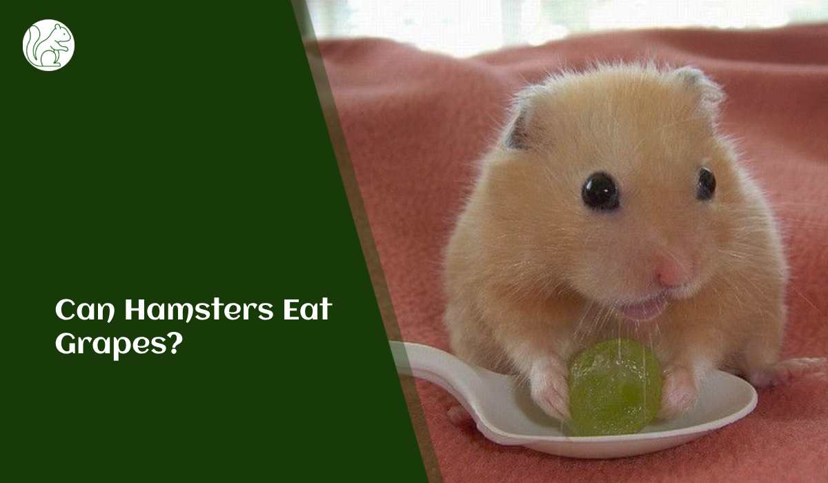 Can Hamsters Eat Grapes?