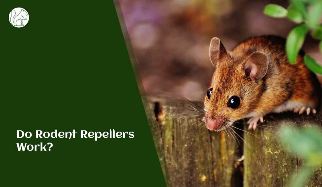 Do Rodent Repellers Work?