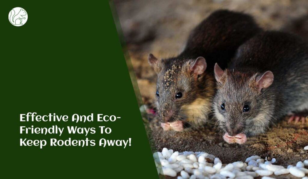 Natural Rodent Repellent: Effective and Eco-Friendly Ways to Keep Rodents Away