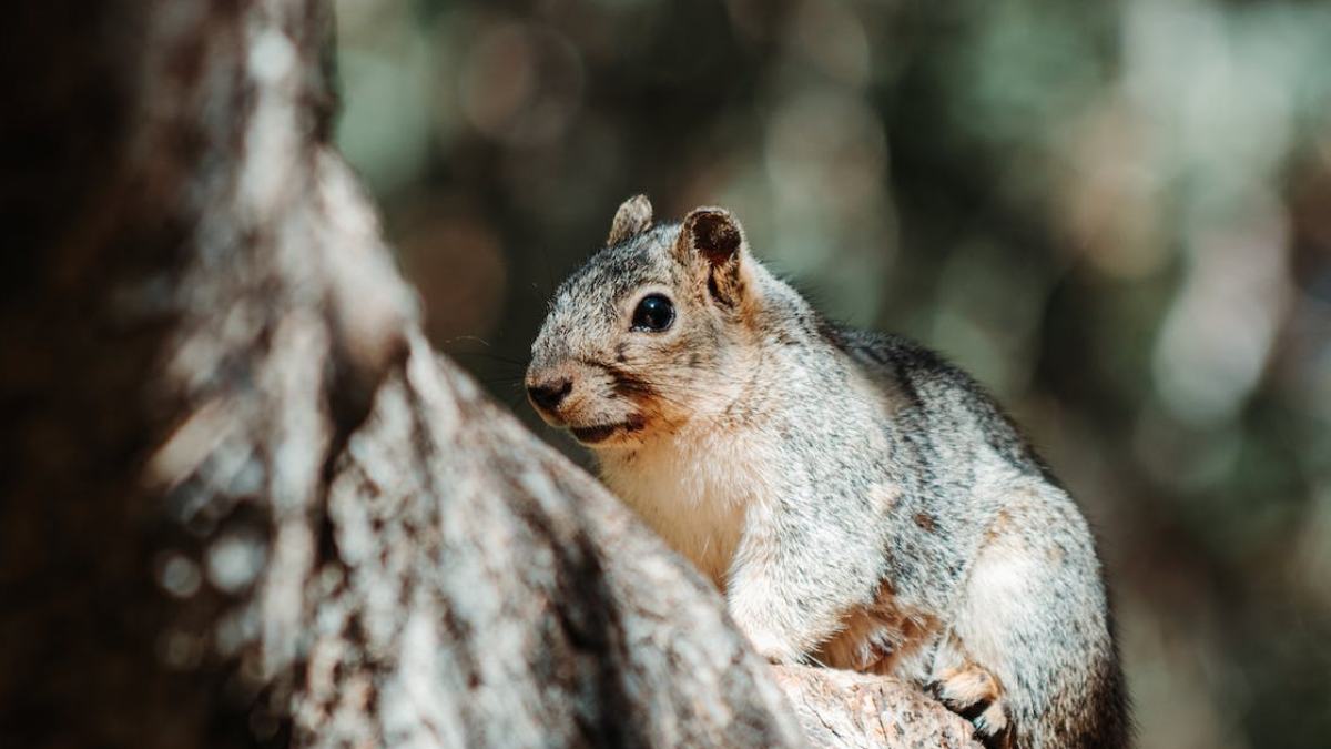 Rodent Habitats: Where Do Rodents Live