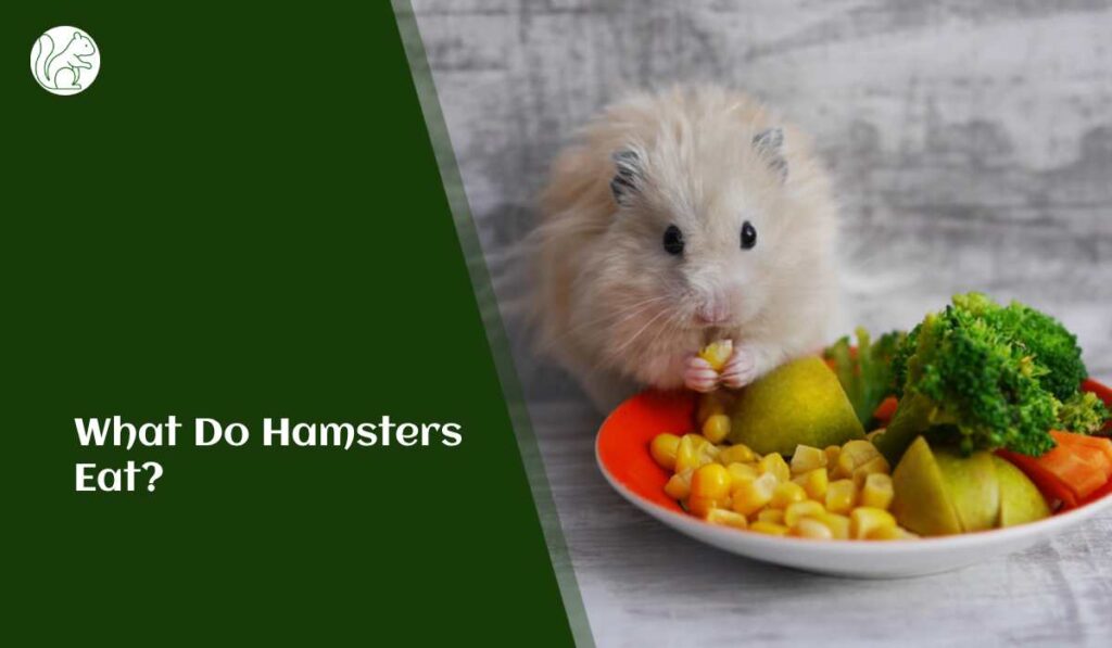 What Do Hamsters Eat?
