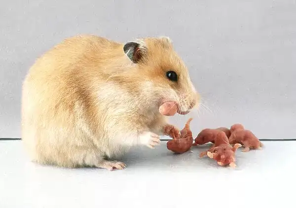Why Do Hamsters Engage in Cannibalism