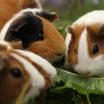 Bonding and Introducing Guinea Pigs