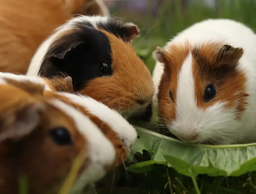 Bonding and Introducing Guinea Pigs