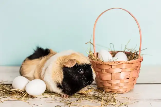 Are Eggs a Suitable Source of Protein for Guinea Pigs?