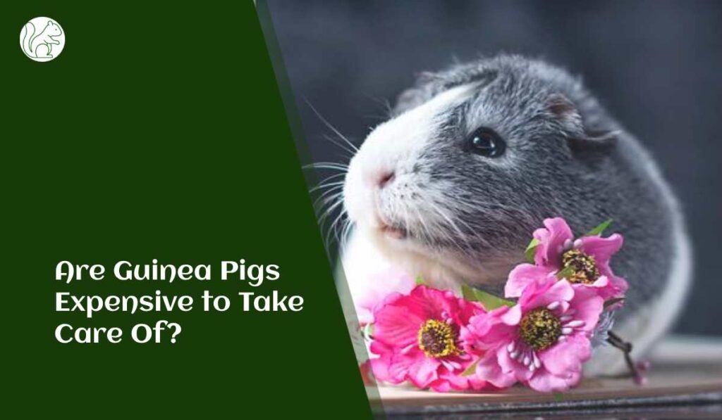 Are Guinea Pigs Expensive to Take Care Of?