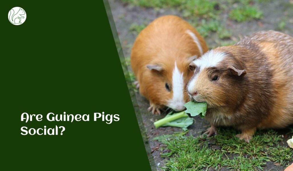 Are Guinea Pigs Social? 