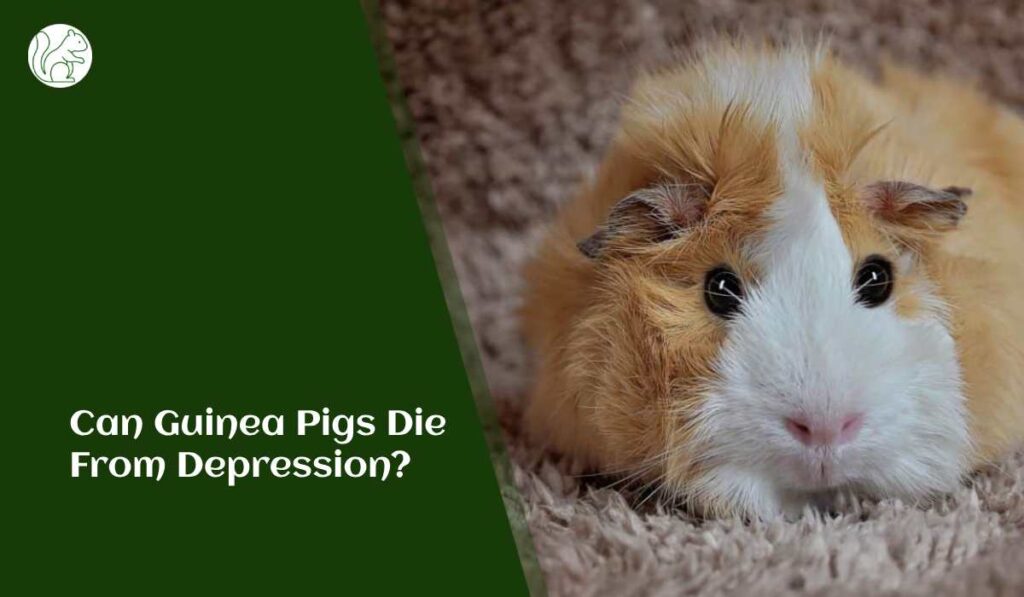 Can Guinea Pigs Die from Depression?