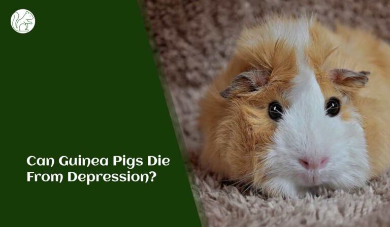 Can Guinea Pigs Die from Depression? - Rodents Info