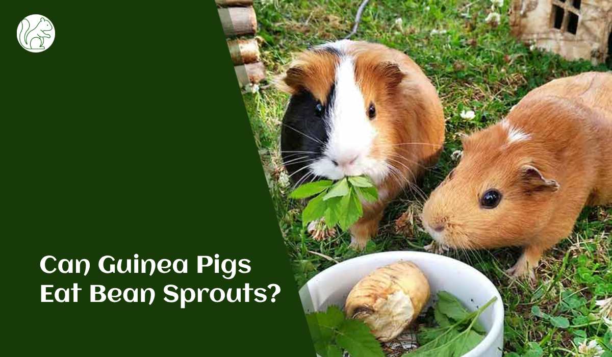 Can Guinea Pigs Eat Bean Sprouts?