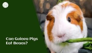 Can Guinea Pigs Eat Beans? A Comprehensive Guide for Guinea Pig Owners