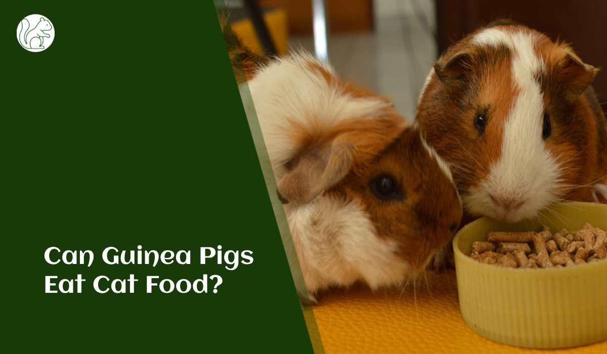 Can Guinea Pigs Eat Cat Food?