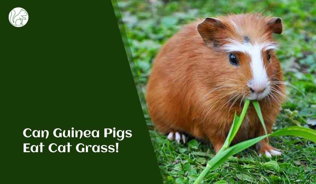 Can Guinea Pigs Eat Cat Grass!