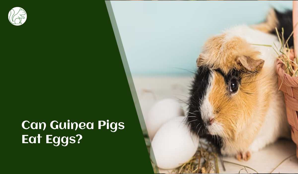 Can Guinea Pigs Eat Eggs?