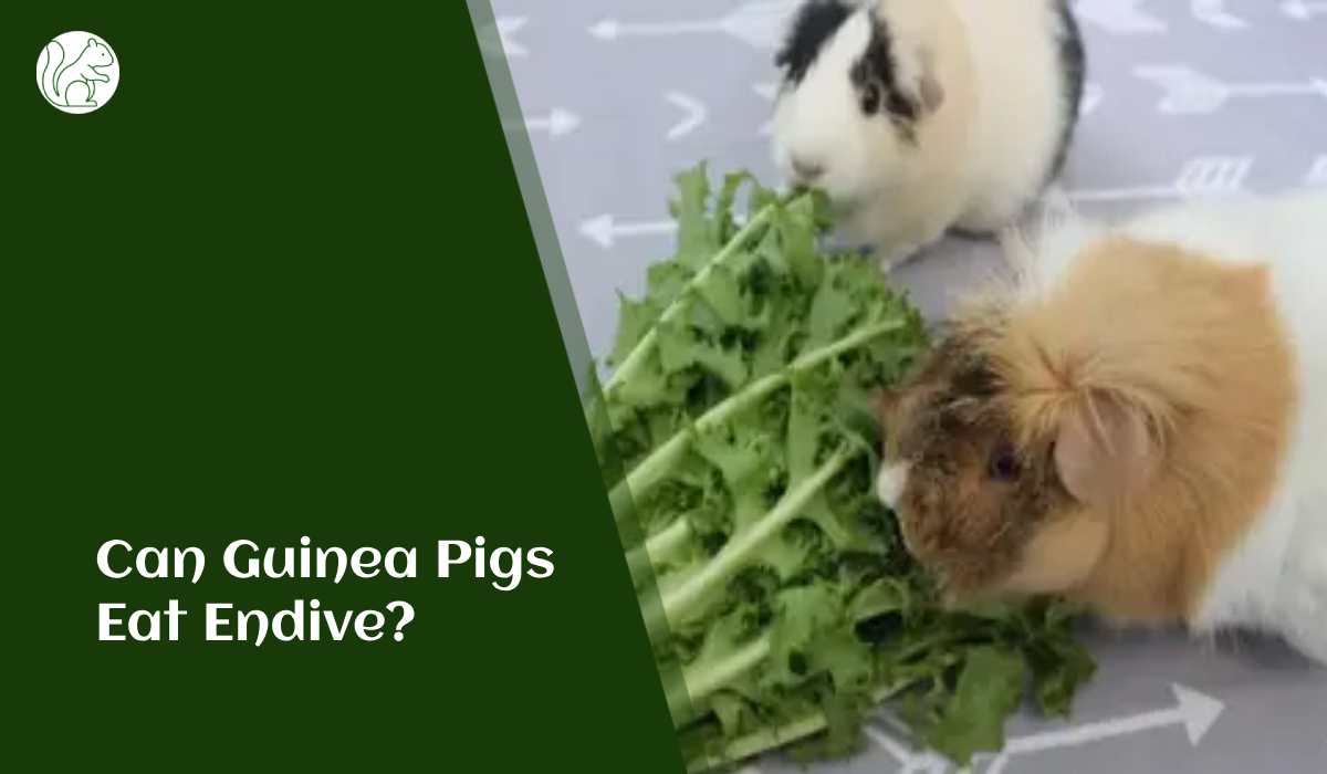 Can Guinea Pigs Eat Endive?