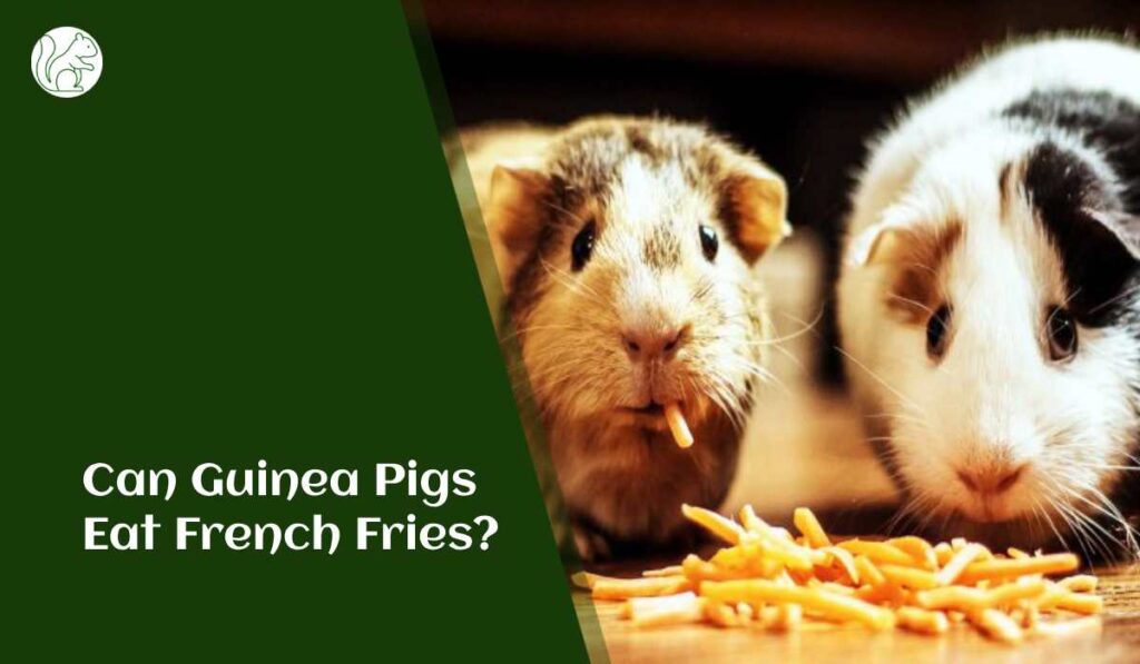 Can Guinea Pigs Eat French Fries?