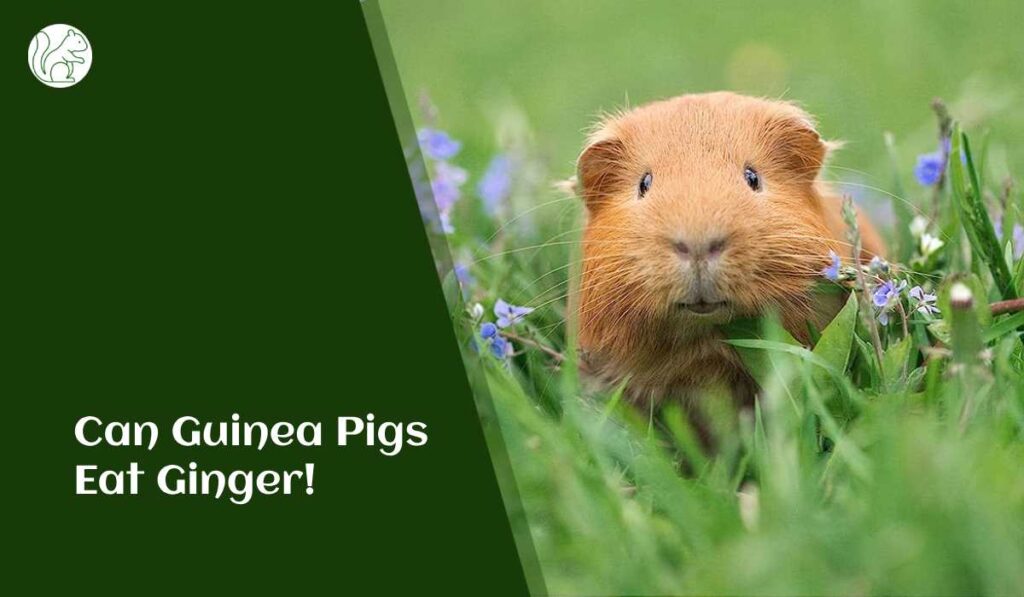 Can Guinea Pigs Eat Ginger