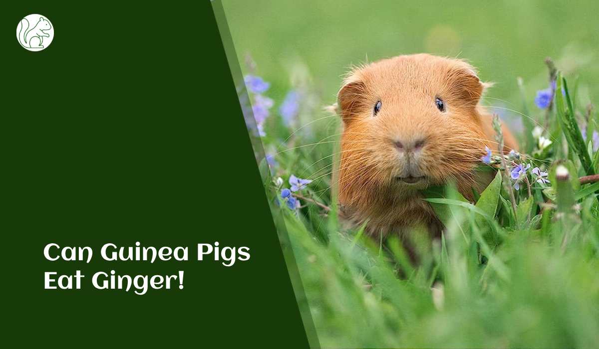 Can Guinea Pigs Eat Ginger