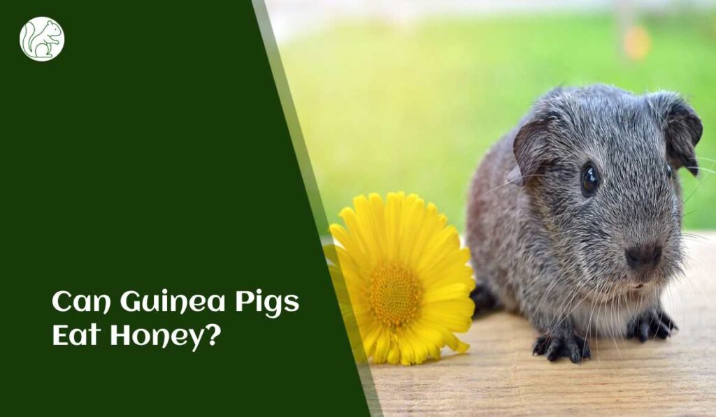Can Guinea Pigs Eat Honey?