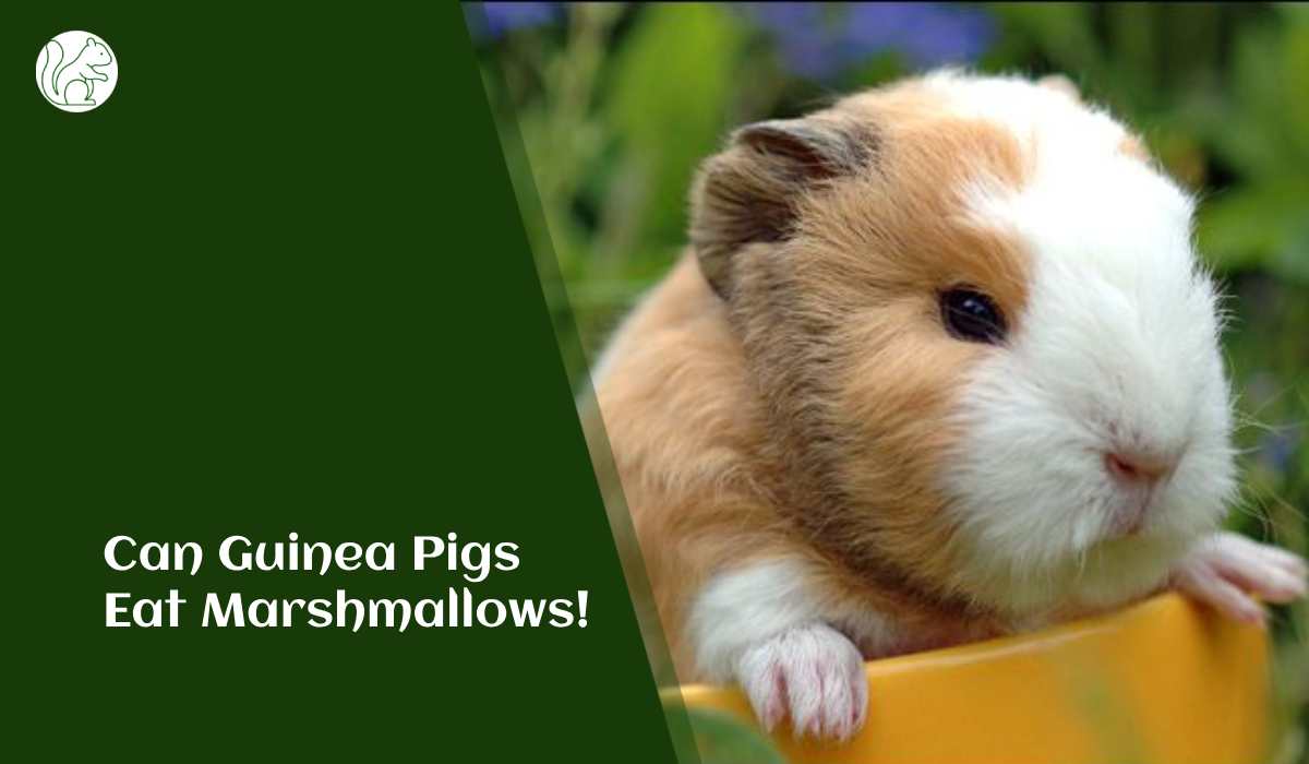 Can Guinea Pigs Eat Marshmallows